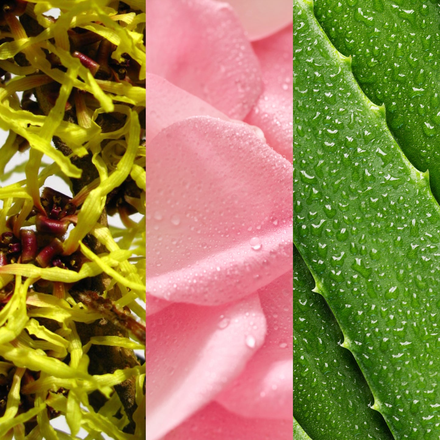 Witch Hazel And Rosewater Toner